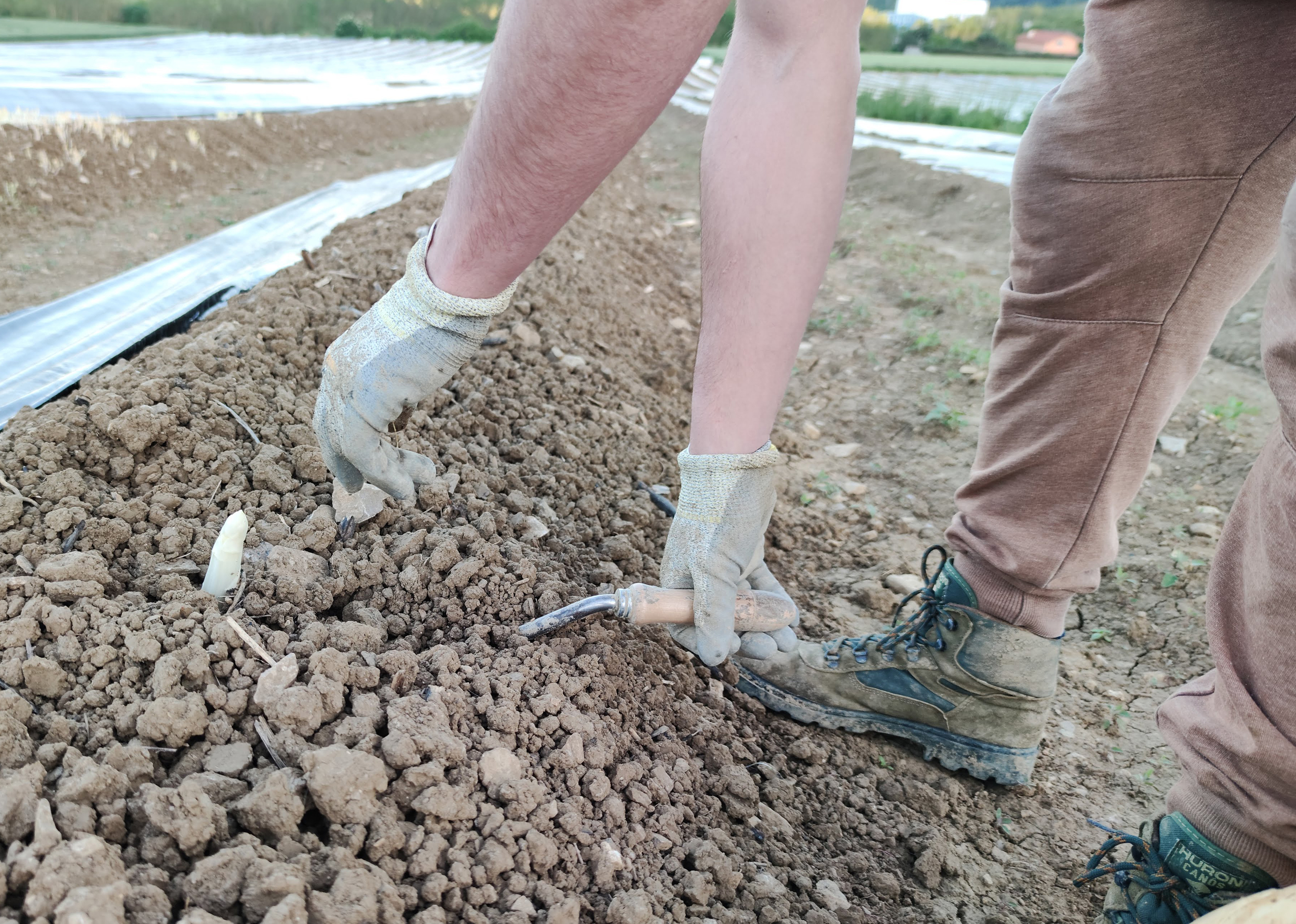 Persona recogiendo Esparrago de Navarra en el valle de Ezcabarte