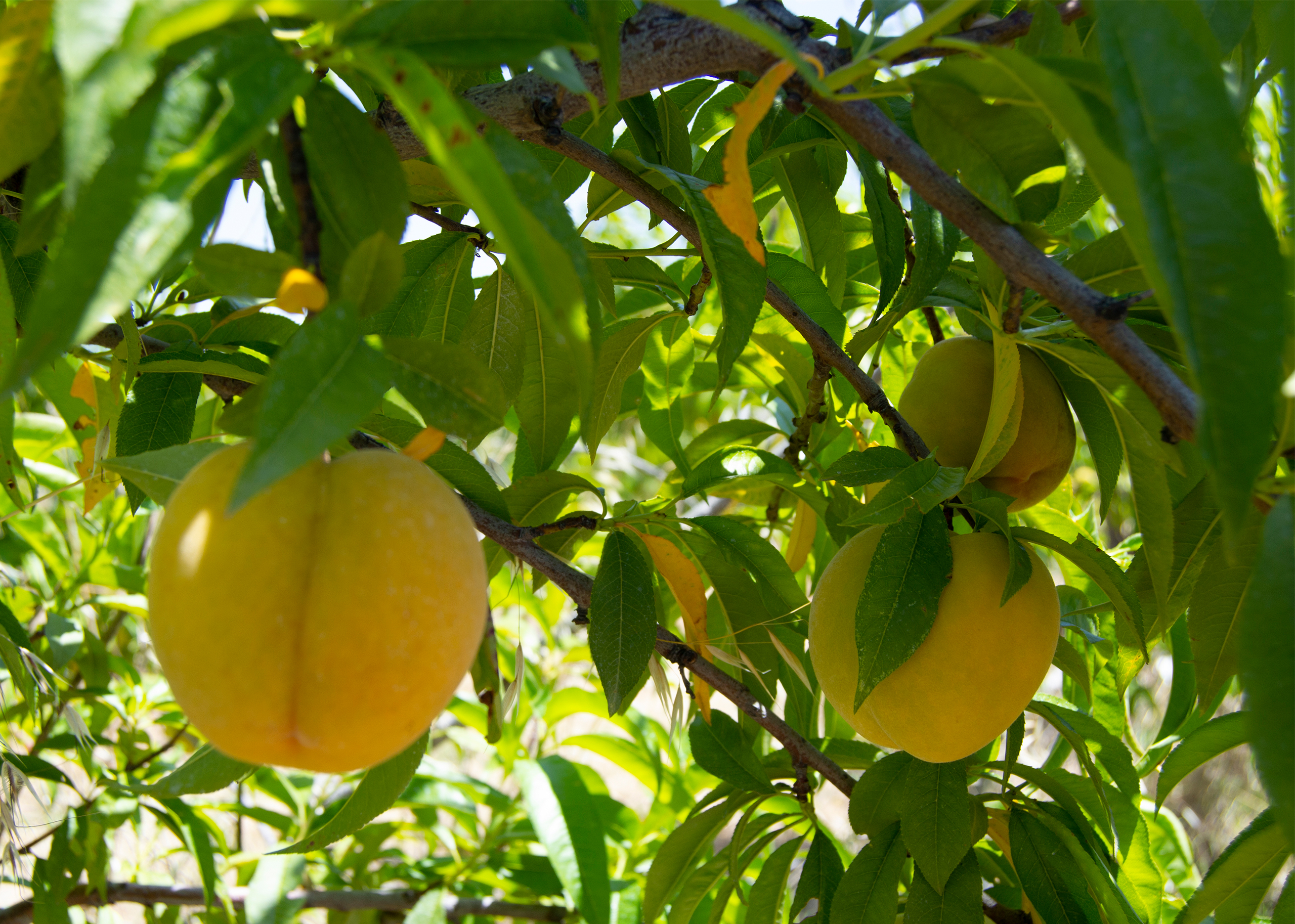 Melocotón ecológico de Centex, Castejón