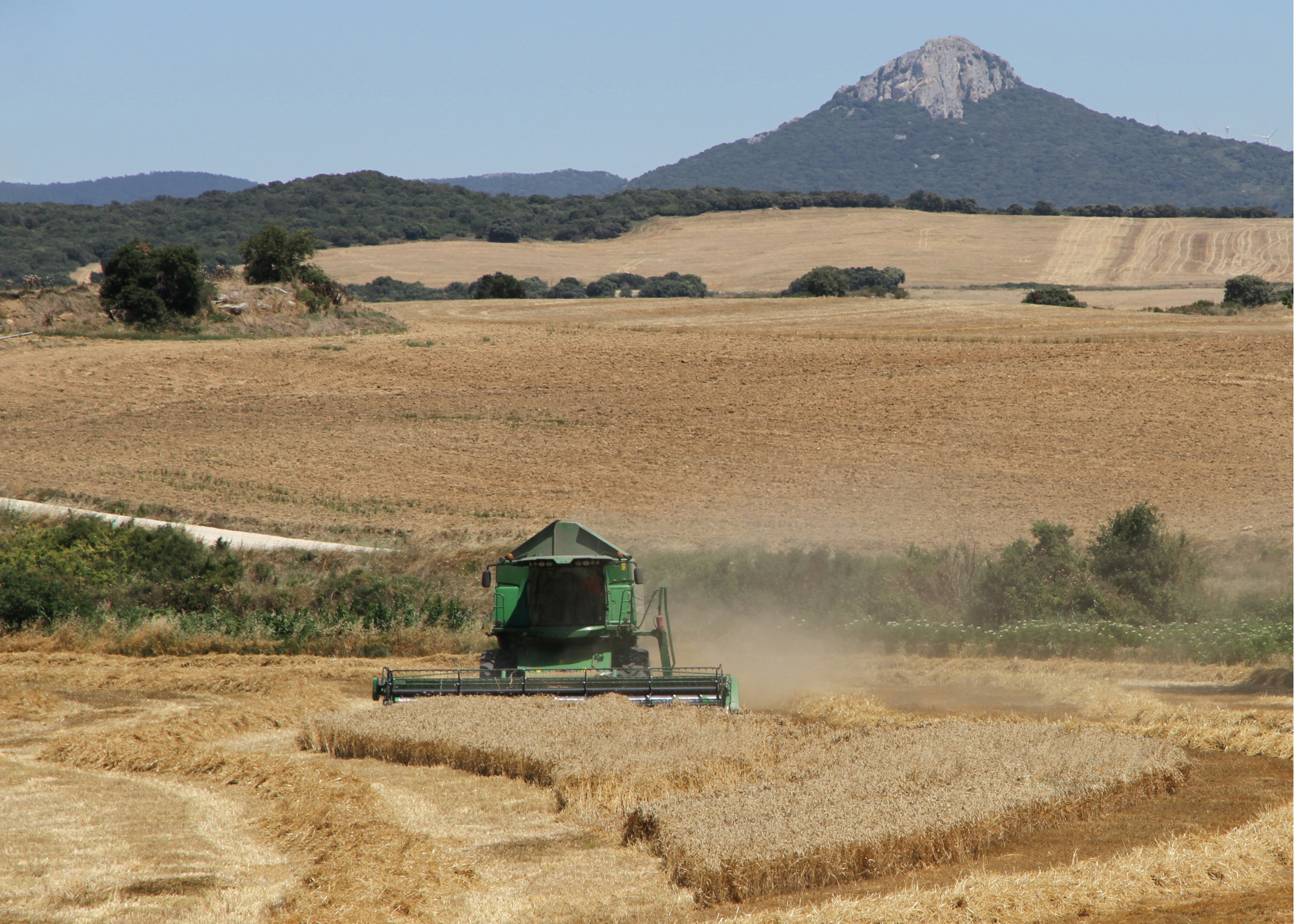 Cosecha de cereal en España