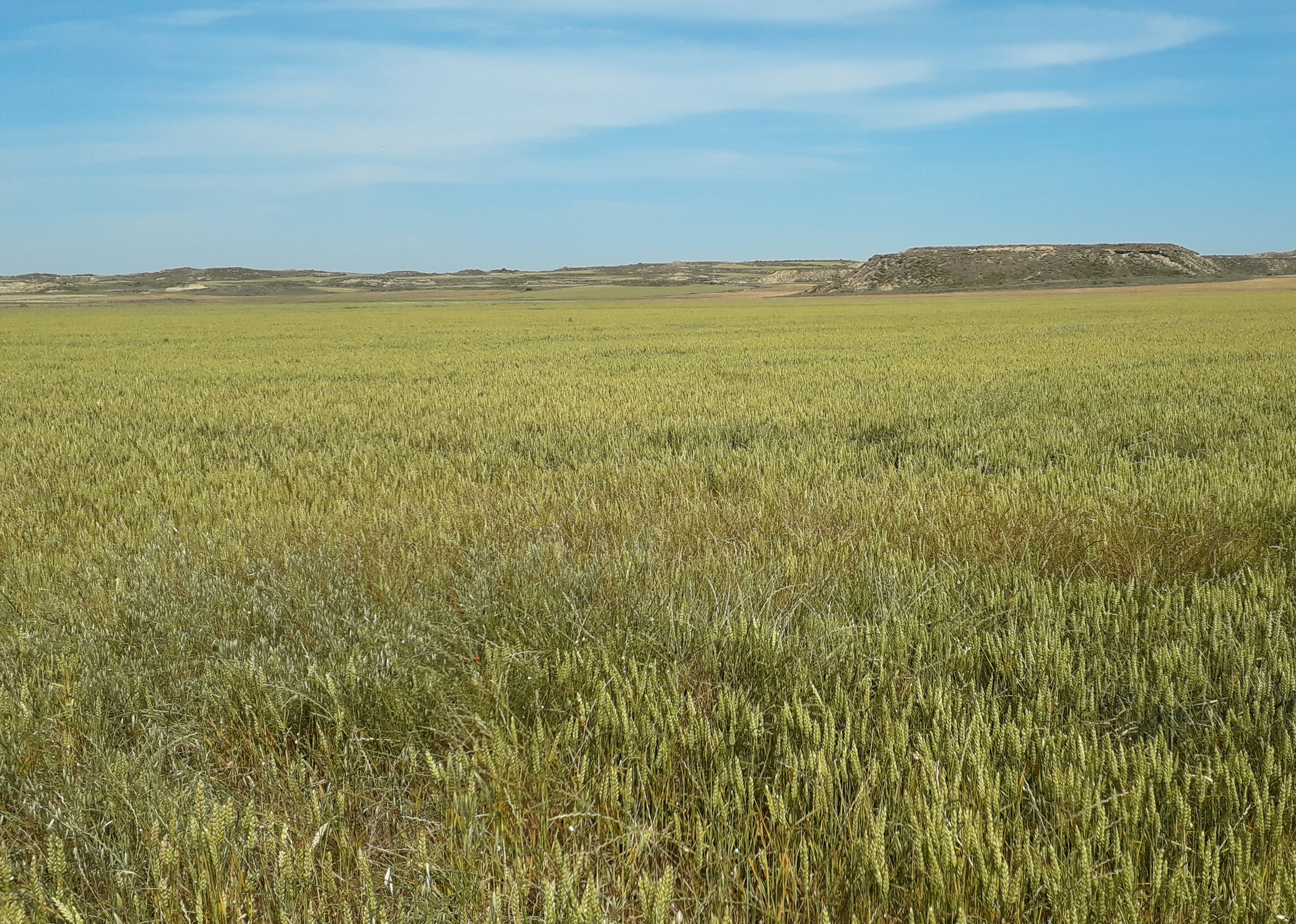 Campo de uno de los agricultores que forman parte del Compromiso Harmony