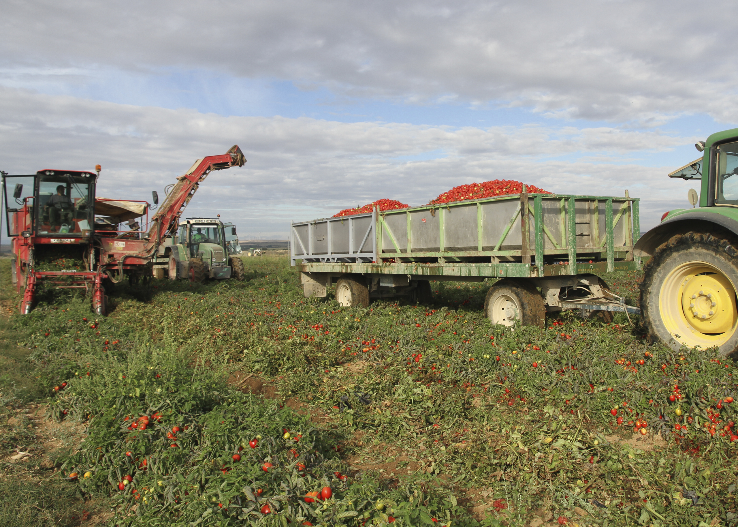 Recoleccion de tomate en Beire