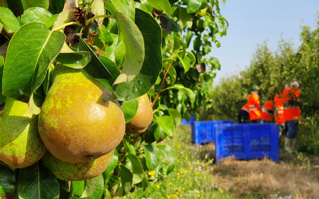 La pera, la fruta de pepita con mayor producción dentro del Grupo AN