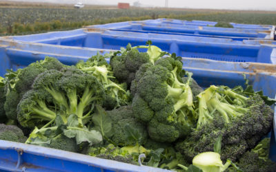 El consumo de brócoli se multiplica por diez en una década