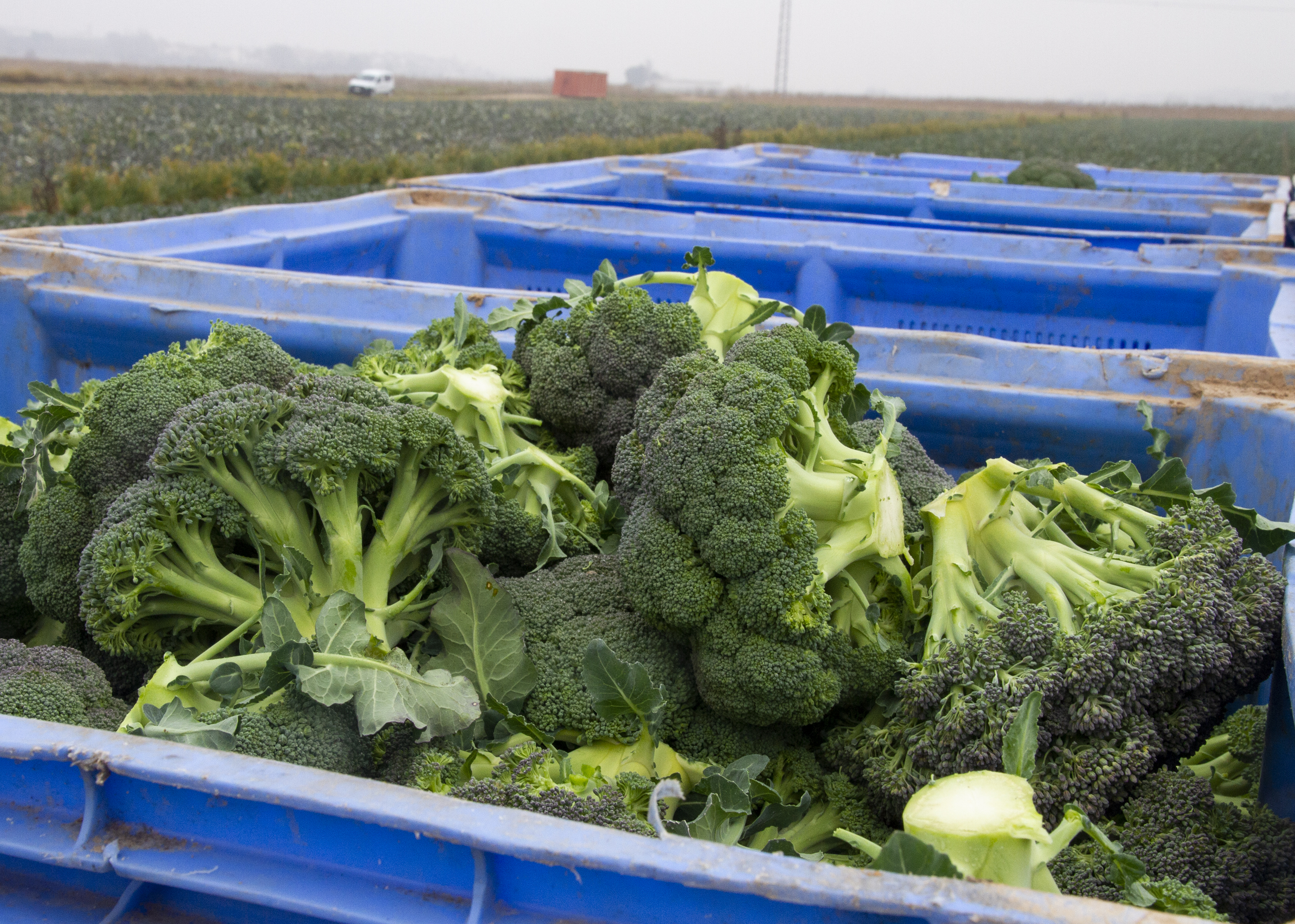 Brócoli recogido en campo