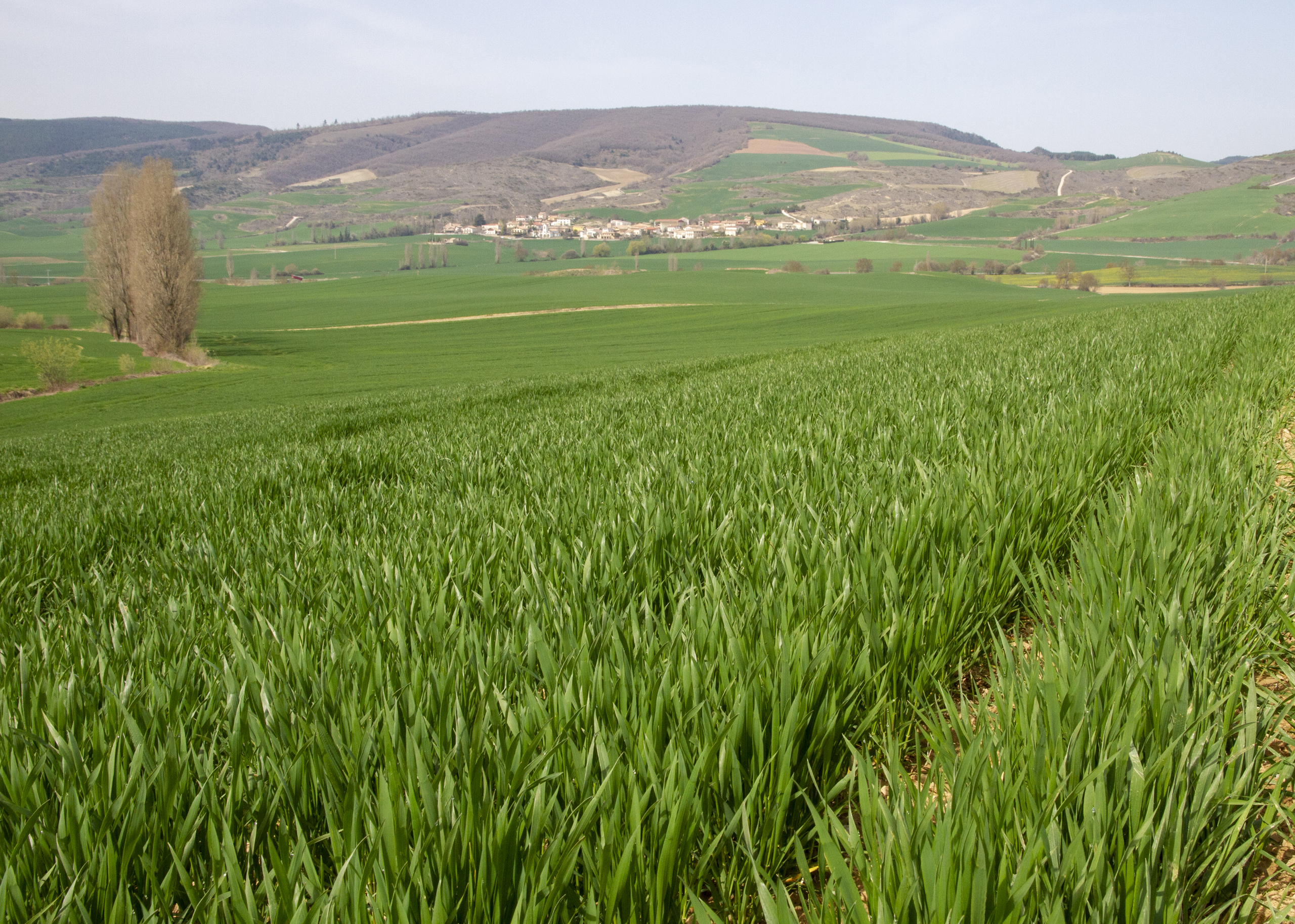 Cereal en Navarra