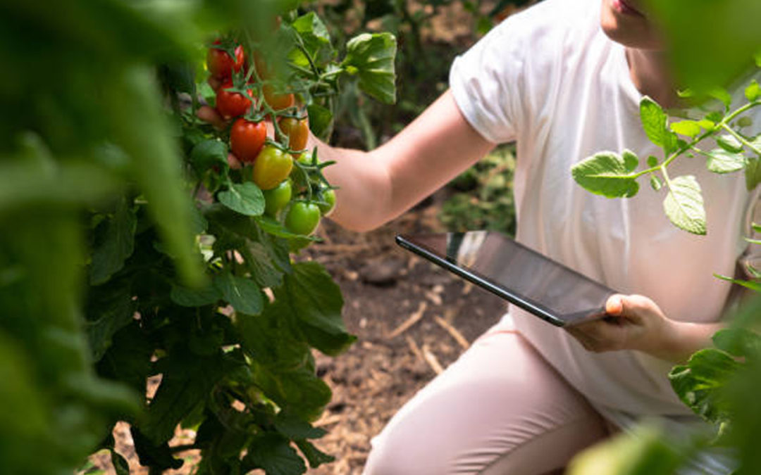 El Grupo AN participa en el proyecto DIGITOMATE sobre digitalización, sensórica y modelado de la campaña del tomate