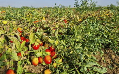 Campaña de tomate