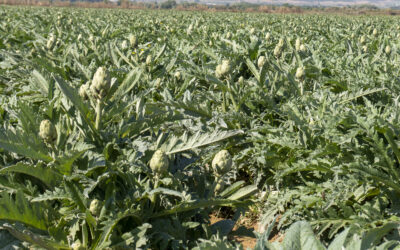 Alcachofa y espárrago, productos emblemáticos de la huerta navarra