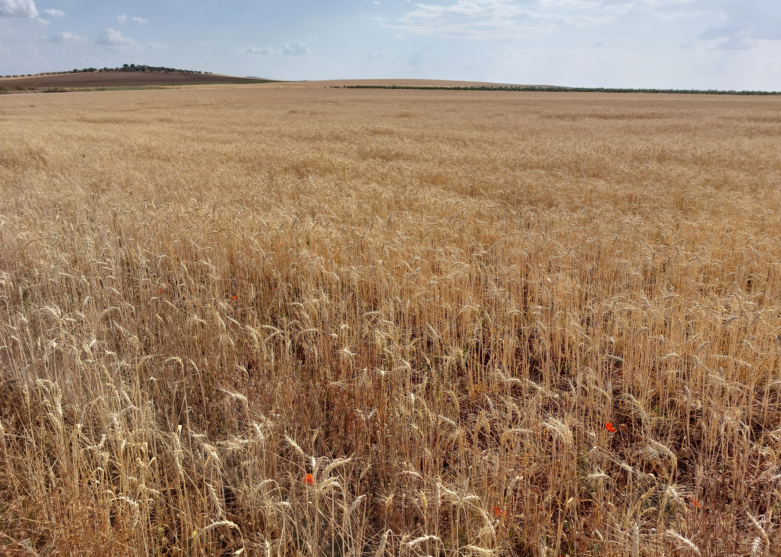 Campo de trigo en Farlete, Zaragoza