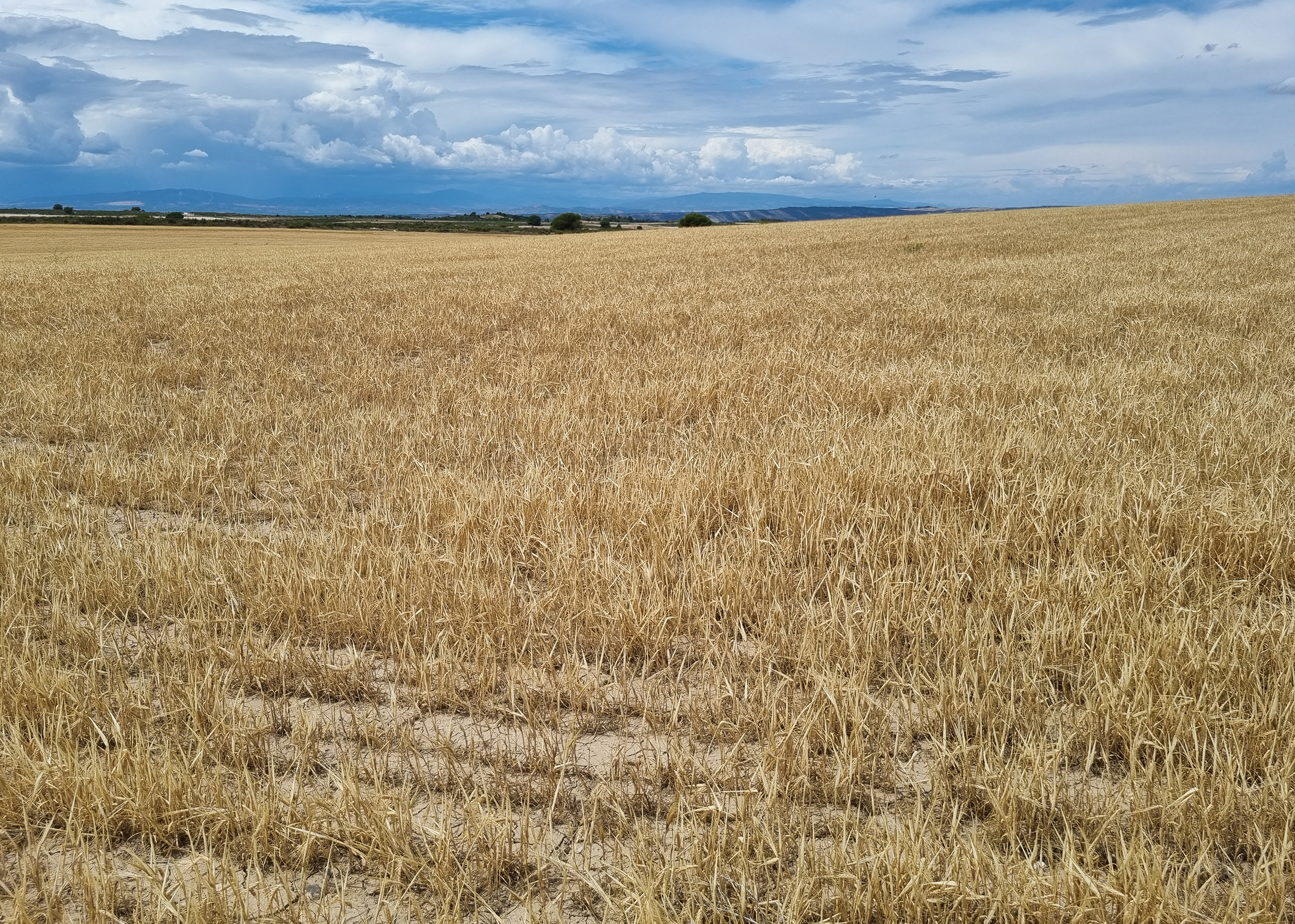 Campo de trigo en Farlete, Zaragoza