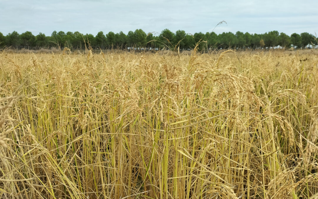 La cosecha de arroz ha comenzado