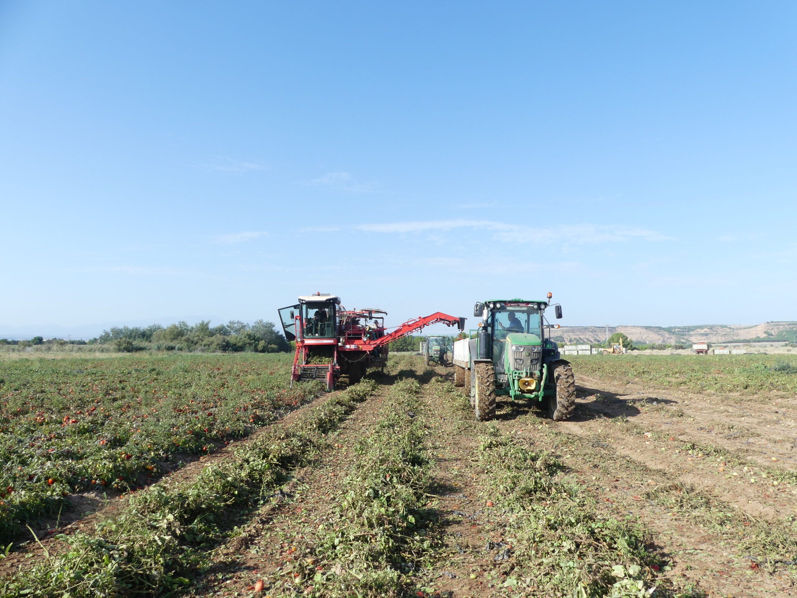 Cosecha de tomate