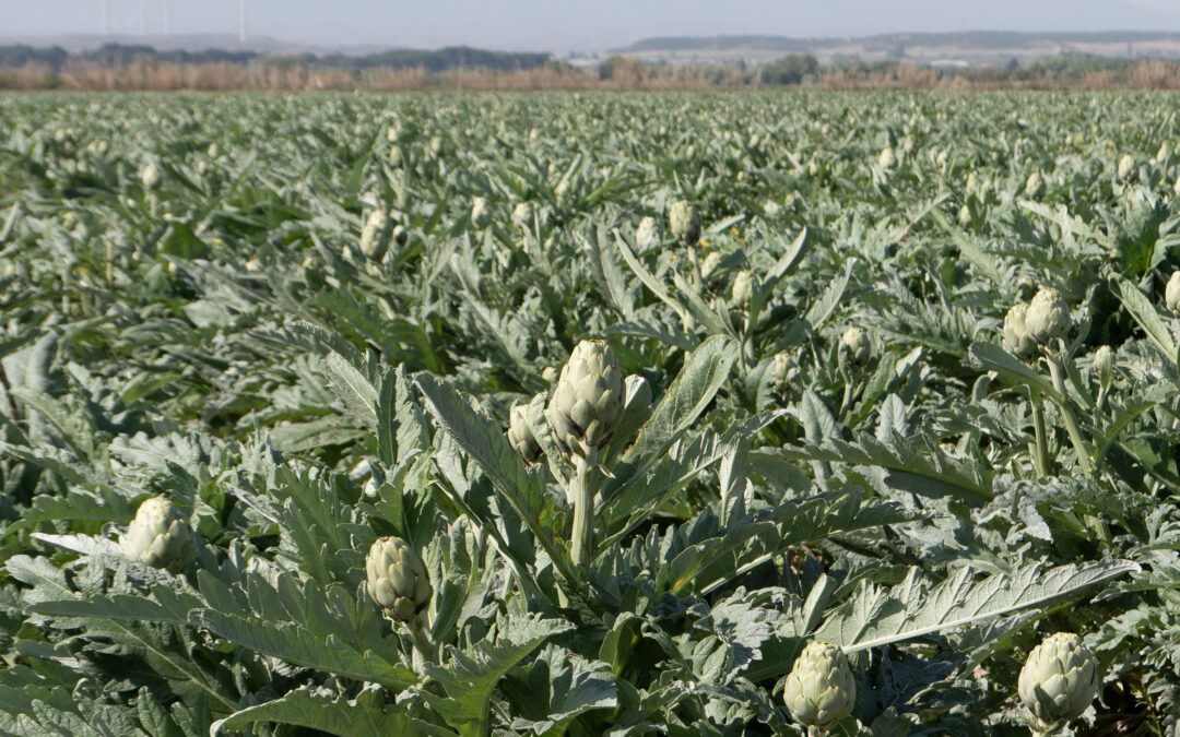 Finaliza la campaña de recogida de verduras de invierno