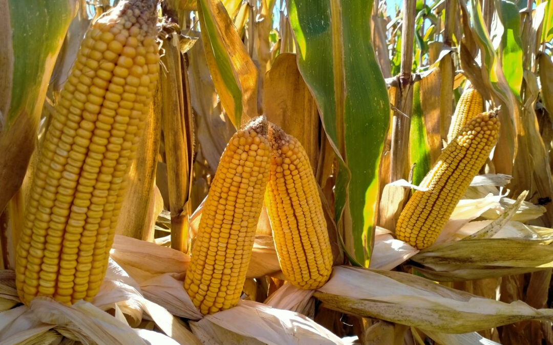 Desciende la superficie de maíz