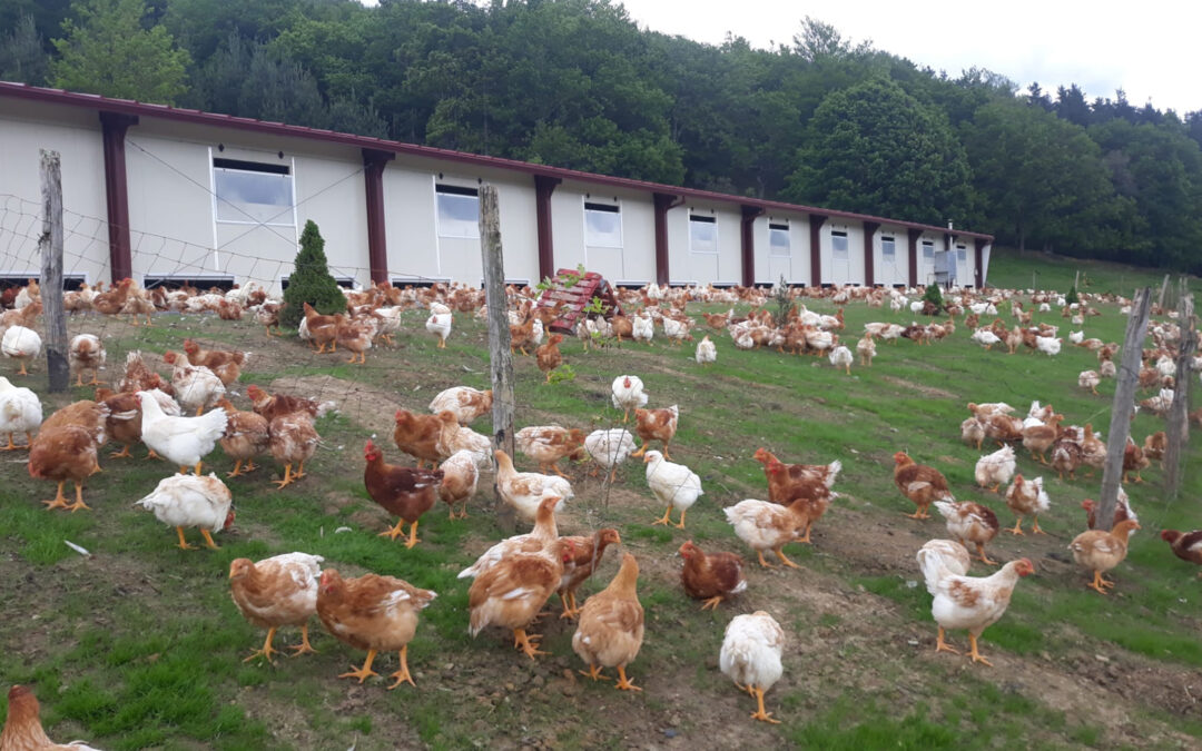 Cálculo de la huella de carbono de producto avícola