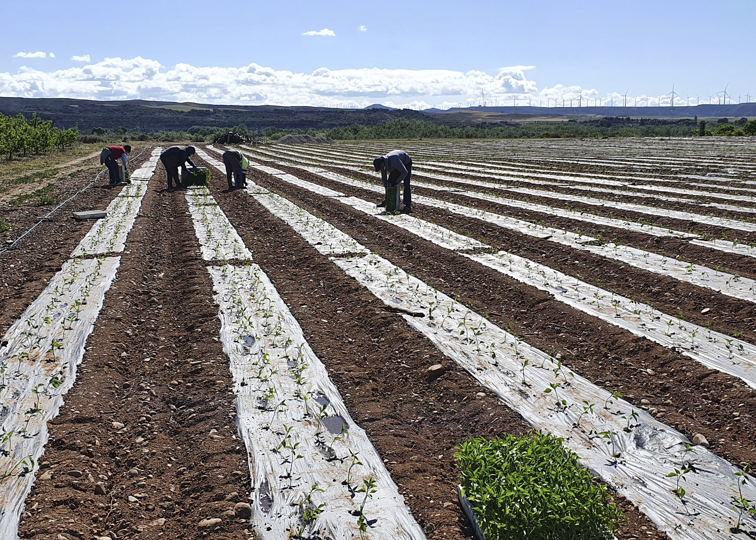 Finca experimental de Centex en Castejón