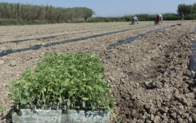 Recta final de la plantación de tomate para industria