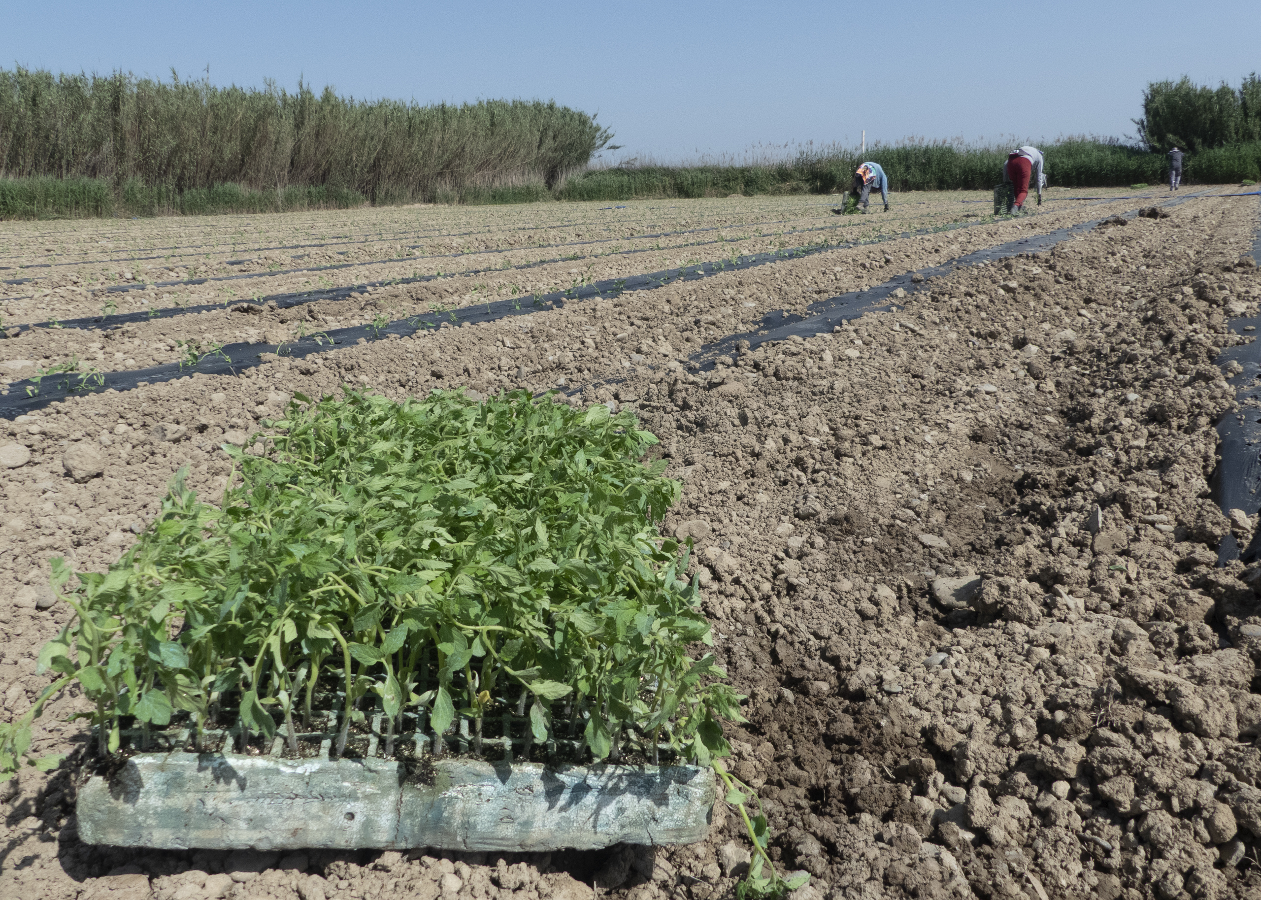campo Banco de Alimentos León
