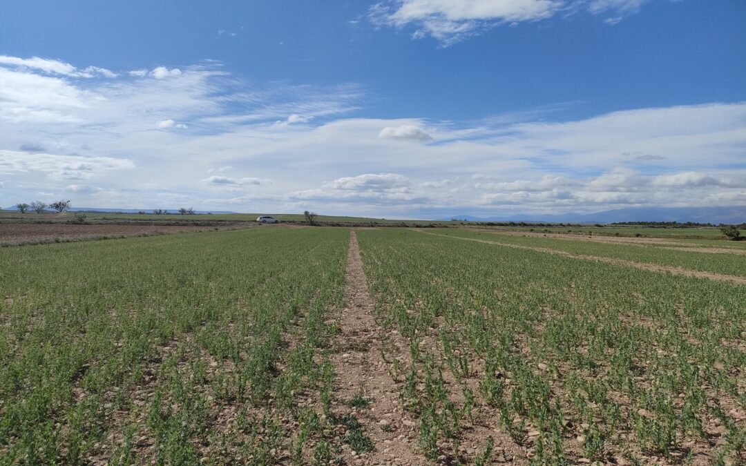 Continúan los ensayos de Hidropep