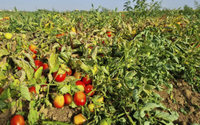 Tomates en plena temporada de recolección