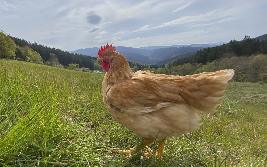 AN Avícola Mélida obtiene el sello Aves de España
