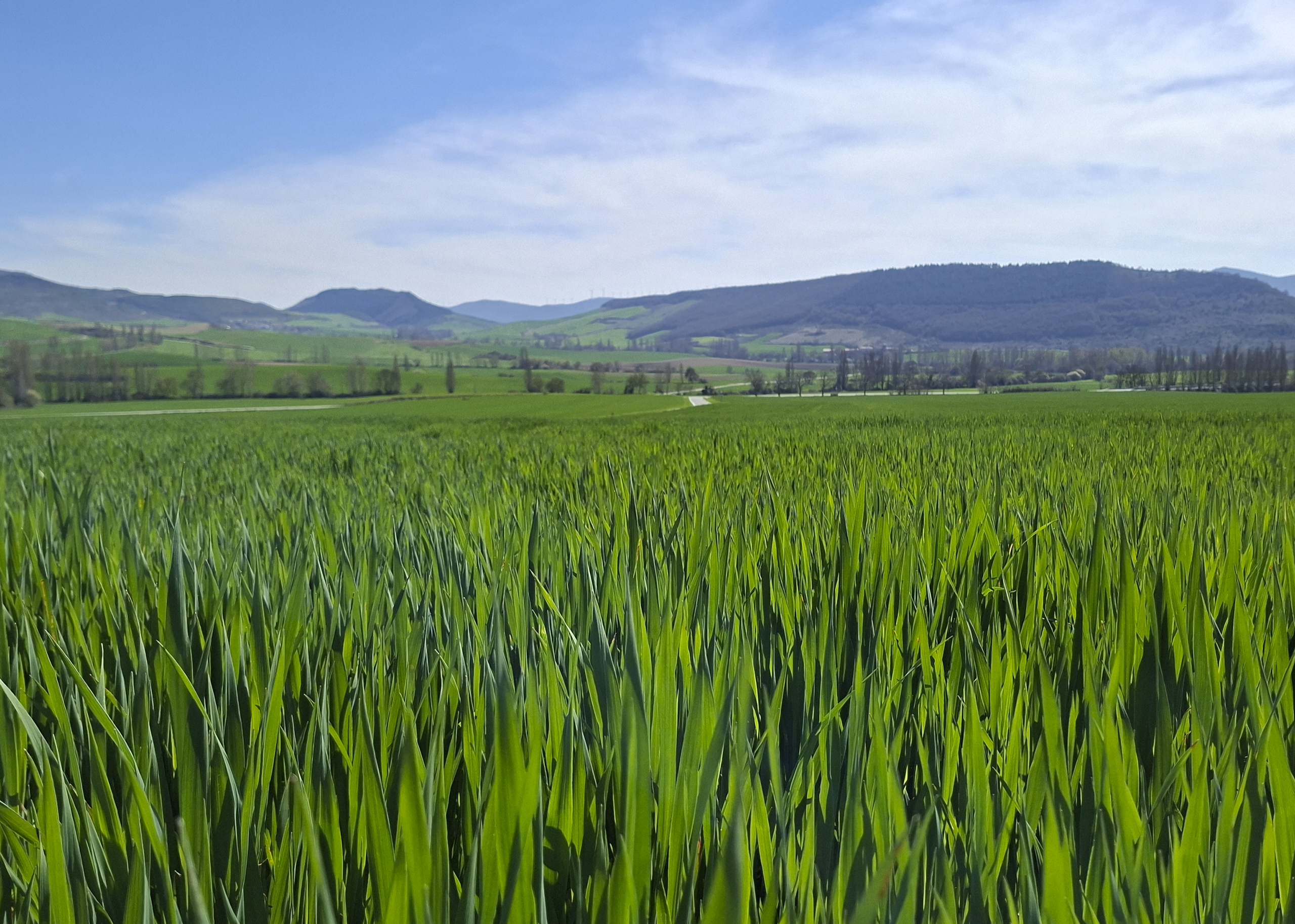 Campo de cebada en primavera