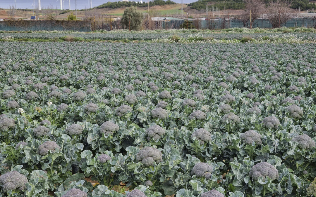 Balance positivo en la recta final de las verduras de invierno