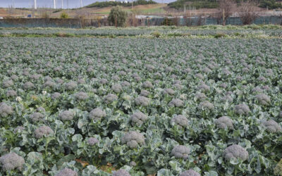 Balance positivo en la recta final de las verduras de invierno