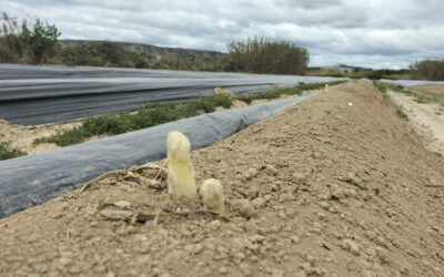 Arranca la campaña de espárrago con buenas perspectivas
