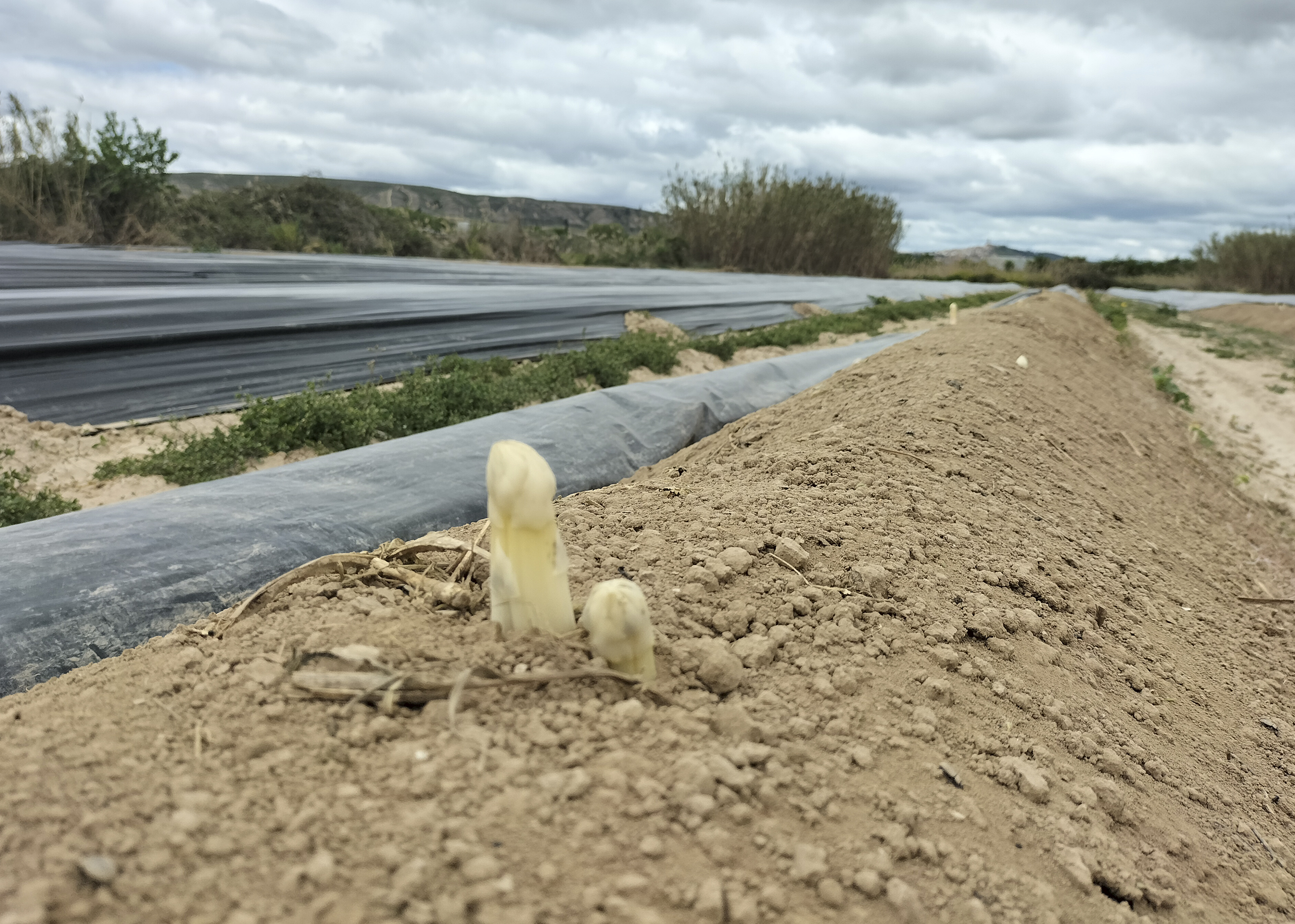 Campo de cebada en primavera