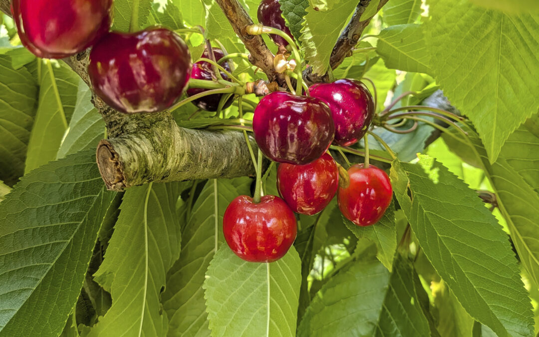 Tiempo de cerezas