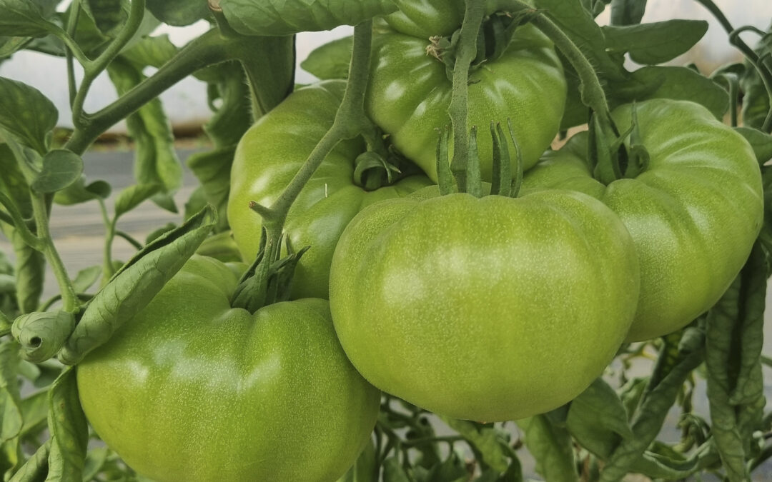 El momento del tomate rosa