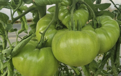 El momento del tomate rosa