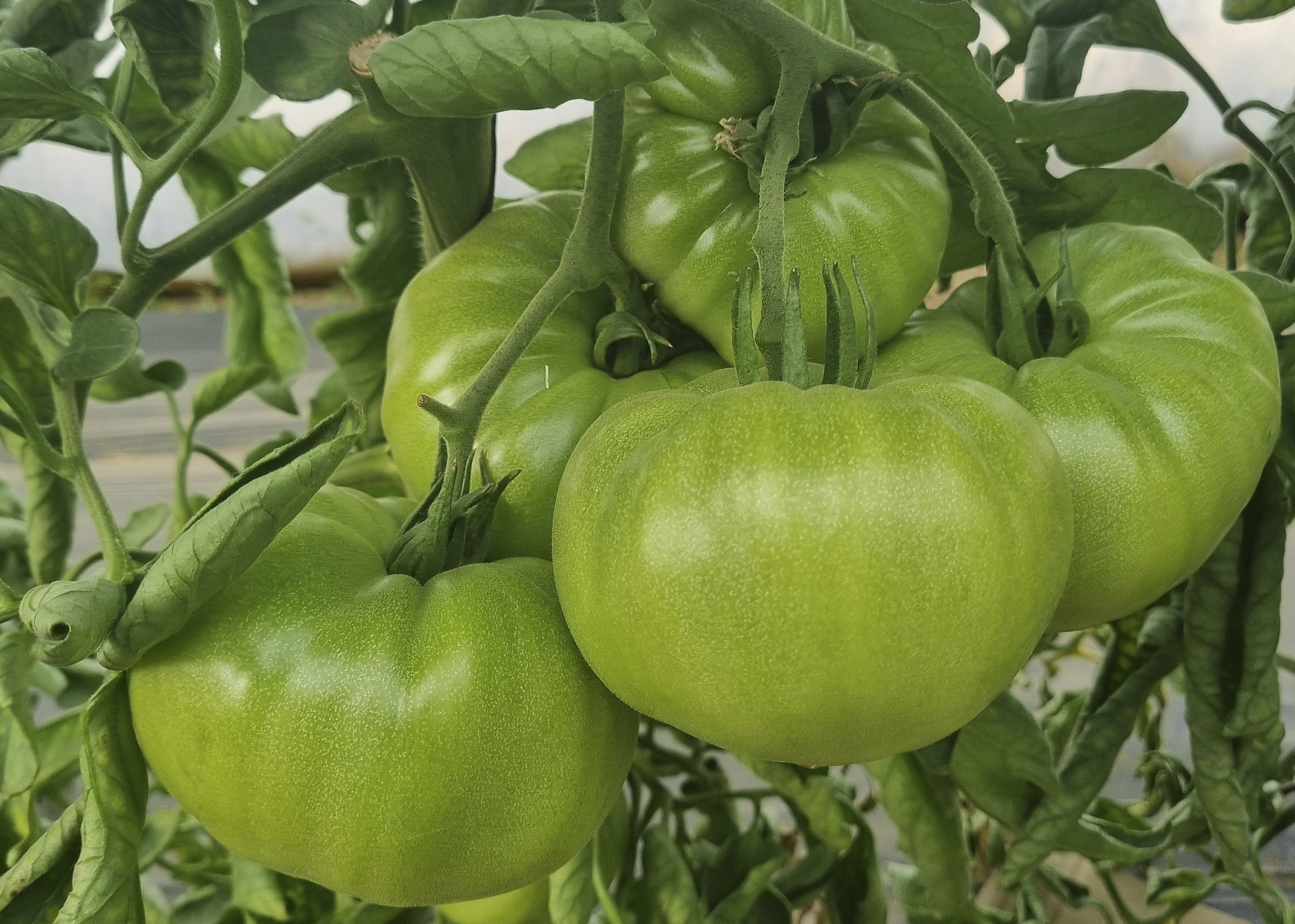 Tomate rosa del Grupo AN